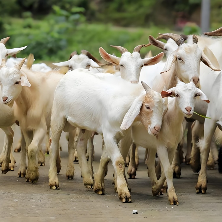 羊群_副本.jpg