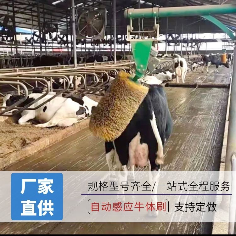 牛体刷(图1)
