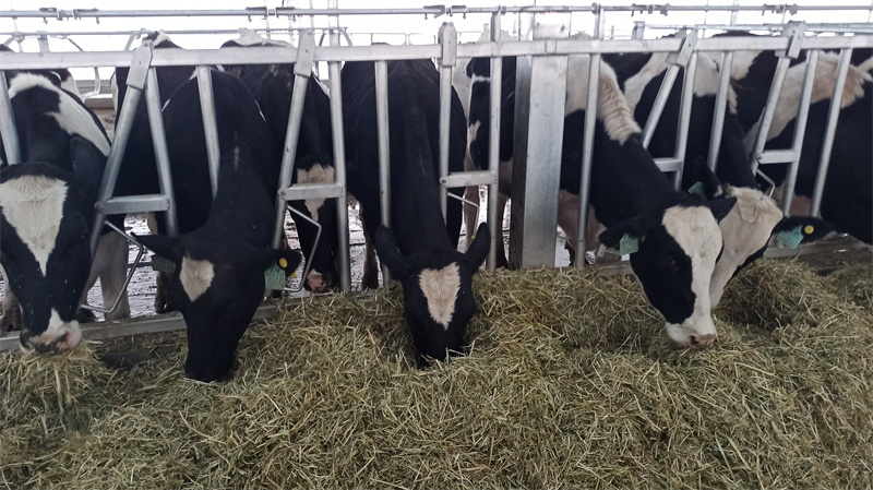 养殖户牛粪处理小妙招(图1)