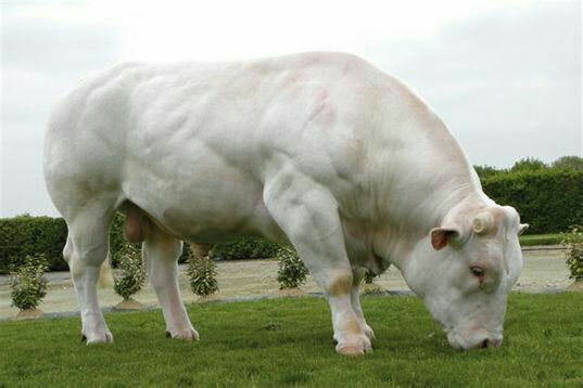 计划养牛100头都需要考虑哪些方面呢？（3）(图1)