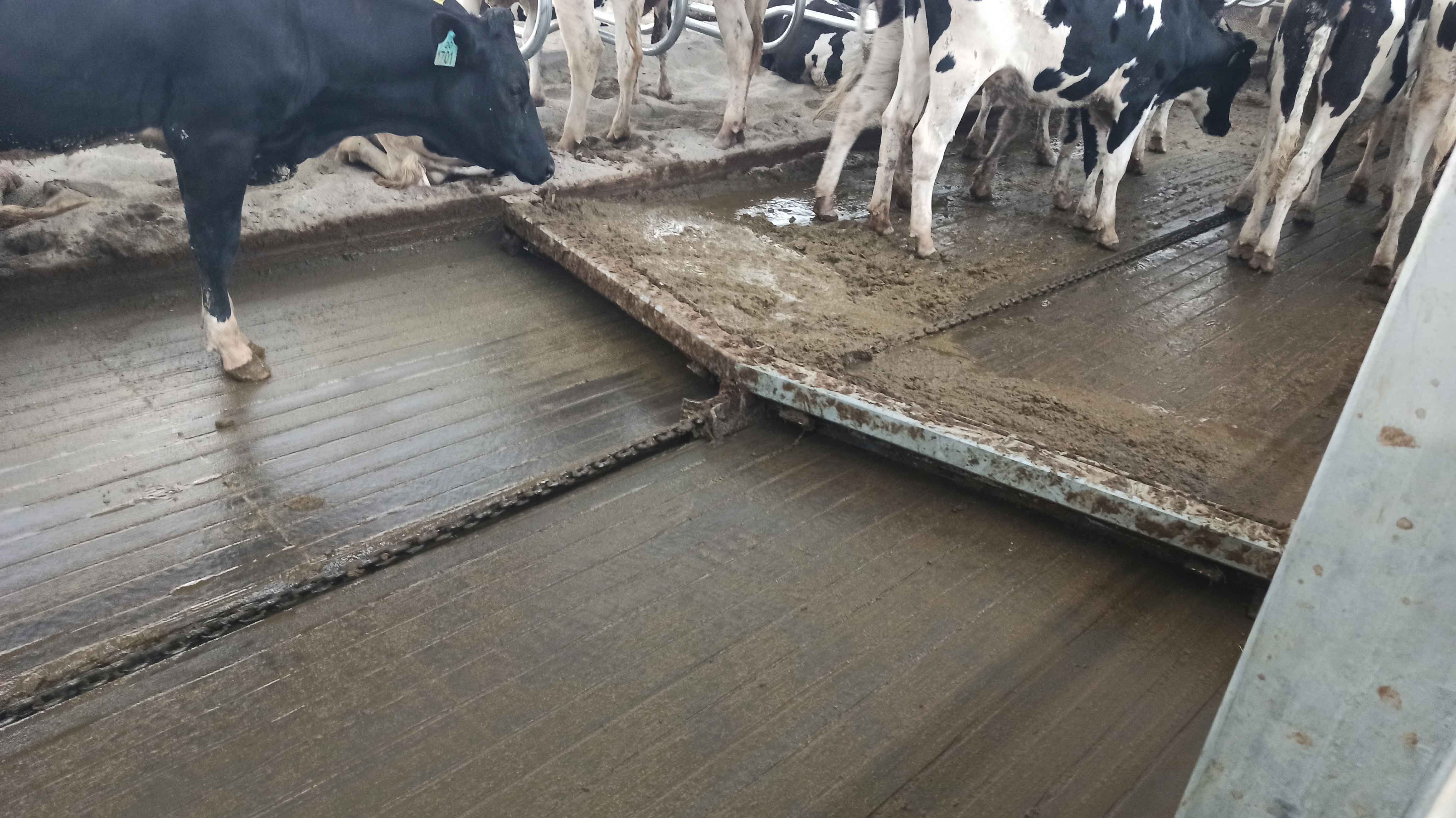 牛场清粪机的重要作用(图1)