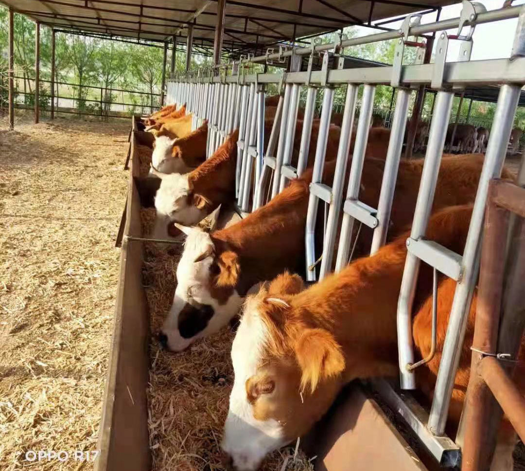 单开和双开牛颈枷的区别(图1)